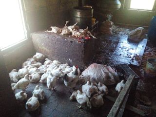 Siyəzəndə quş ətinin çəkisini su vuraraq artıran müəssisə aşkarlanıb - FOTO