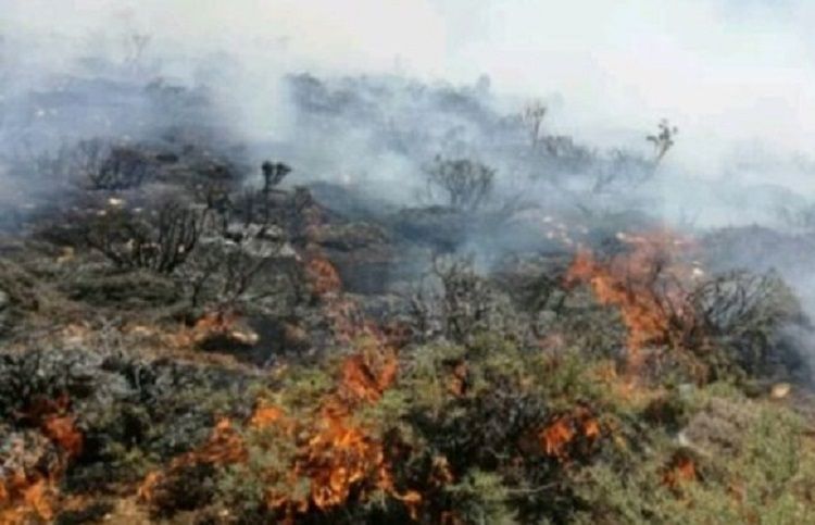 В Загатале в горной местности произошел пожар