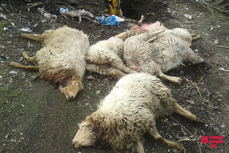 В Азербайджане волки напали на село
