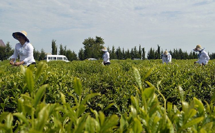 Azərbaycan çay idxalını 23% artırıb