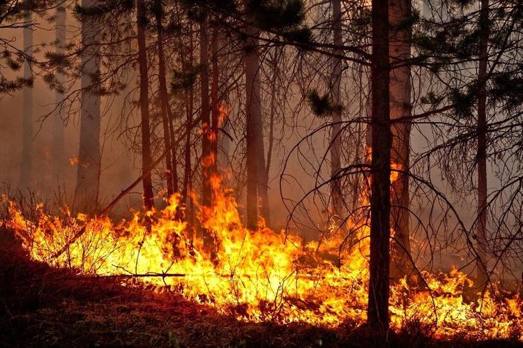 При тушении лесного пожара на юго-западе Китая погибли 19 человек