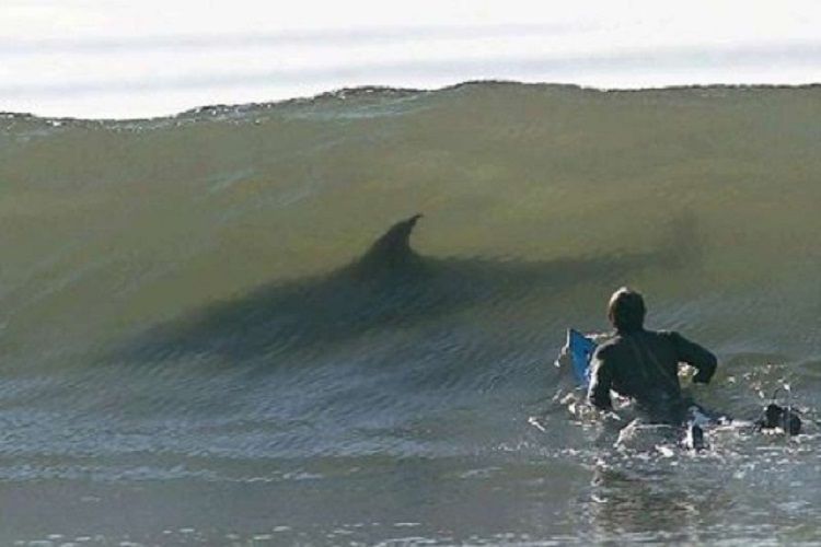 ABŞ-da sörfinqçi köpəkbalığının hücumu nəticəsində ölüb
