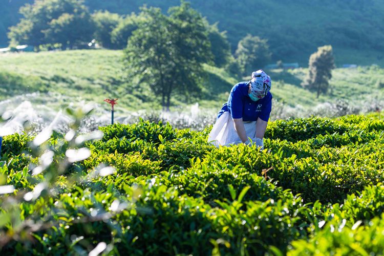 Dağların zirvəsində yaradılmış çay cənnəti ® - FOTO
