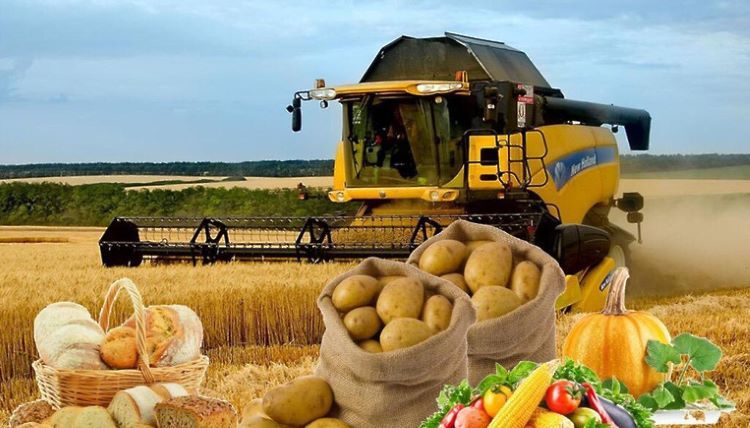 Naxçıvanda kənd təsərrüfatı məhsullarının istehsalı 3,2% artıb