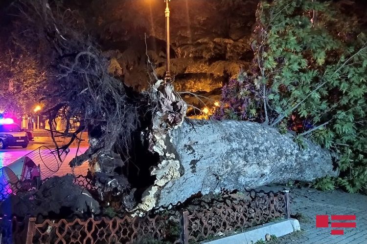 Сильный ветер повалил деревья в Гяндже - ФОТО
