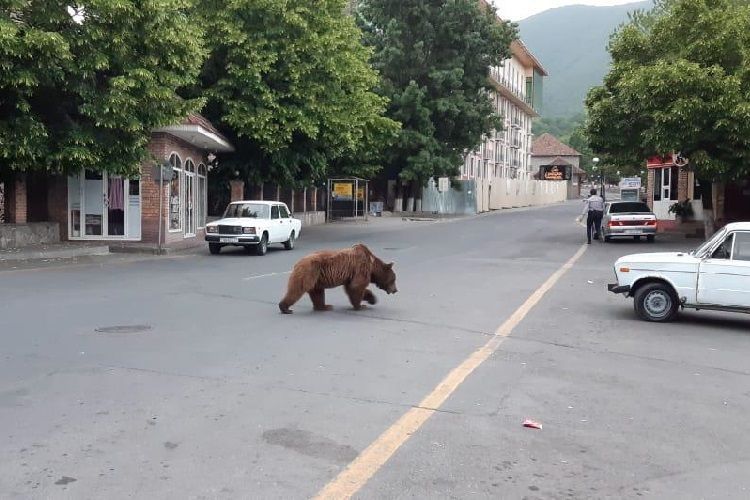 Bear comes to center of Azerbaijan’s Sheki City, residents cautioned - VIDEO