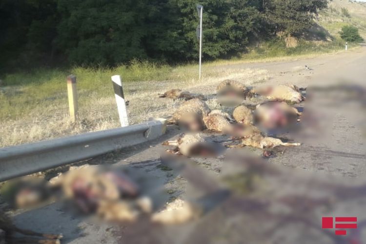 В Азербайджане «КамАЗ» въехал в стадо овец, убив 25 животных - ФОТО