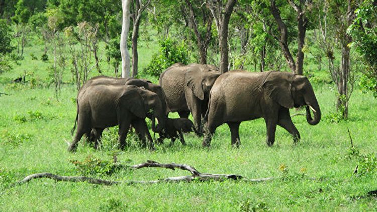 В Зимбабве число слонов, умерших по непонятным причинам, достигло 22