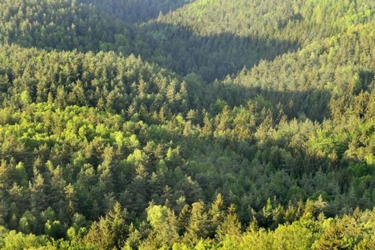  Protection of forests may be entrusted to the security police or private organizations in Azerbaijan