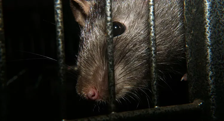 Rats reportedly mutilate COVID-19 victim’s dead body at private hospital in India