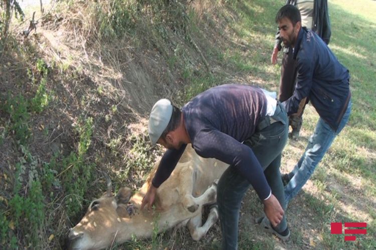 Zaqatalada iribuynuzlu mal-qara güllələnib - FOTO