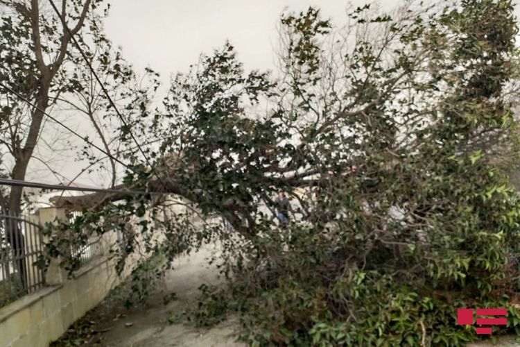 Сильный ветер вызвал в Хачмазе ряд осложнений - ВИДЕО