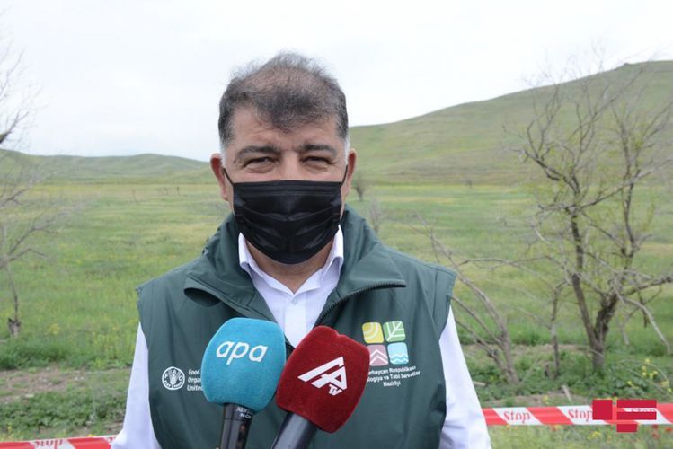 Замминистра: Армяне уничтожили половину лесов в Губадлы