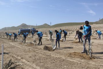 “Yaşıl Marafon” layihəsi çərçivəsində Bakıda ağacəkmə aksiyası keçirilib - FOTO