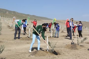 “Yaşıl Marafon” layihəsi çərçivəsində Bakıda ağacəkmə aksiyası keçirilib - FOTO