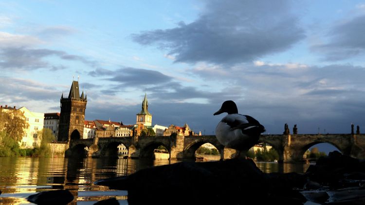 Чехия не исключила новых «пропорциональных мер» в отношении России