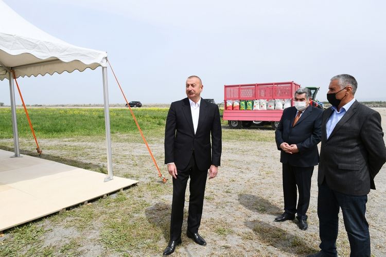 Президент Ильхам Алиев понаблюдал за процессом посева на хлопковом поле в Гаджигабуле - ОБНОВЛЕНО