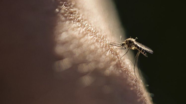 Malaria vaccine hailed as potential breakthrough