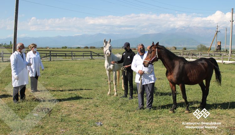 Respublika Atçılıq Turizm və Atüstü Milli Oyunlar Mərkəzindəki atlara tibbi yardım göstərilib