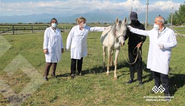 Respublika Atçılıq Turizm və Atüstü Milli Oyunlar Mərkəzindəki atlara tibbi yardım göstərilib