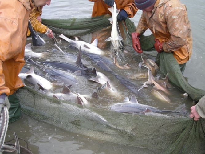 ETSN: Mayın 1-dən balıq ovuna moratorium qüvvəyə minir