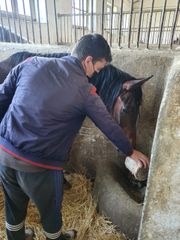"Azersun Holding" Şəkidə ac qalan atlara yem göndərib - FOTO