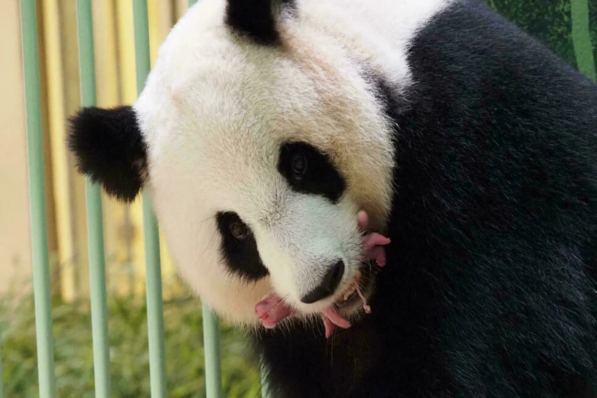 Giant panda loaned to France gives birth to twins