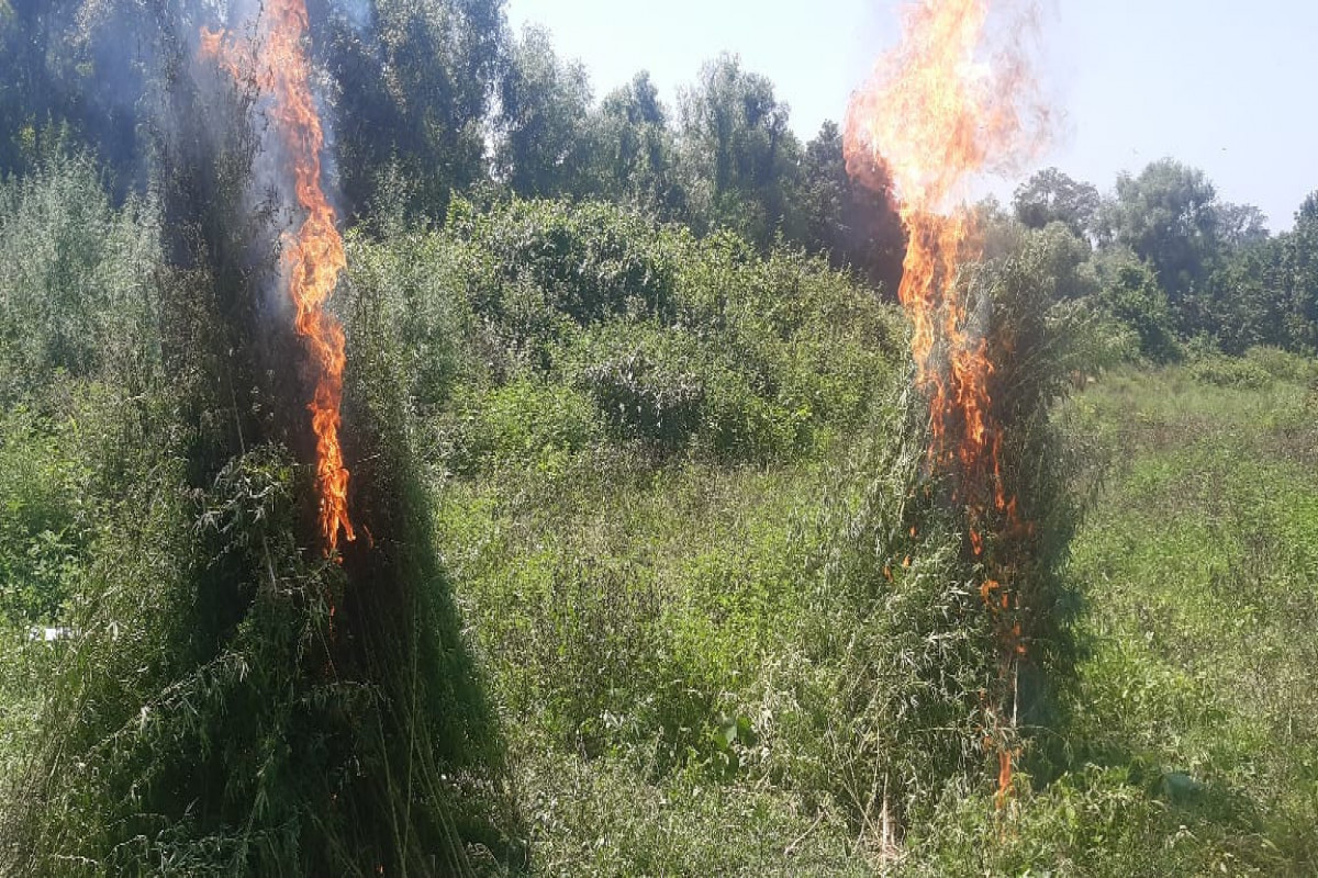 Qaxda 2 tona yaxın çətənə kolu məhv edilib