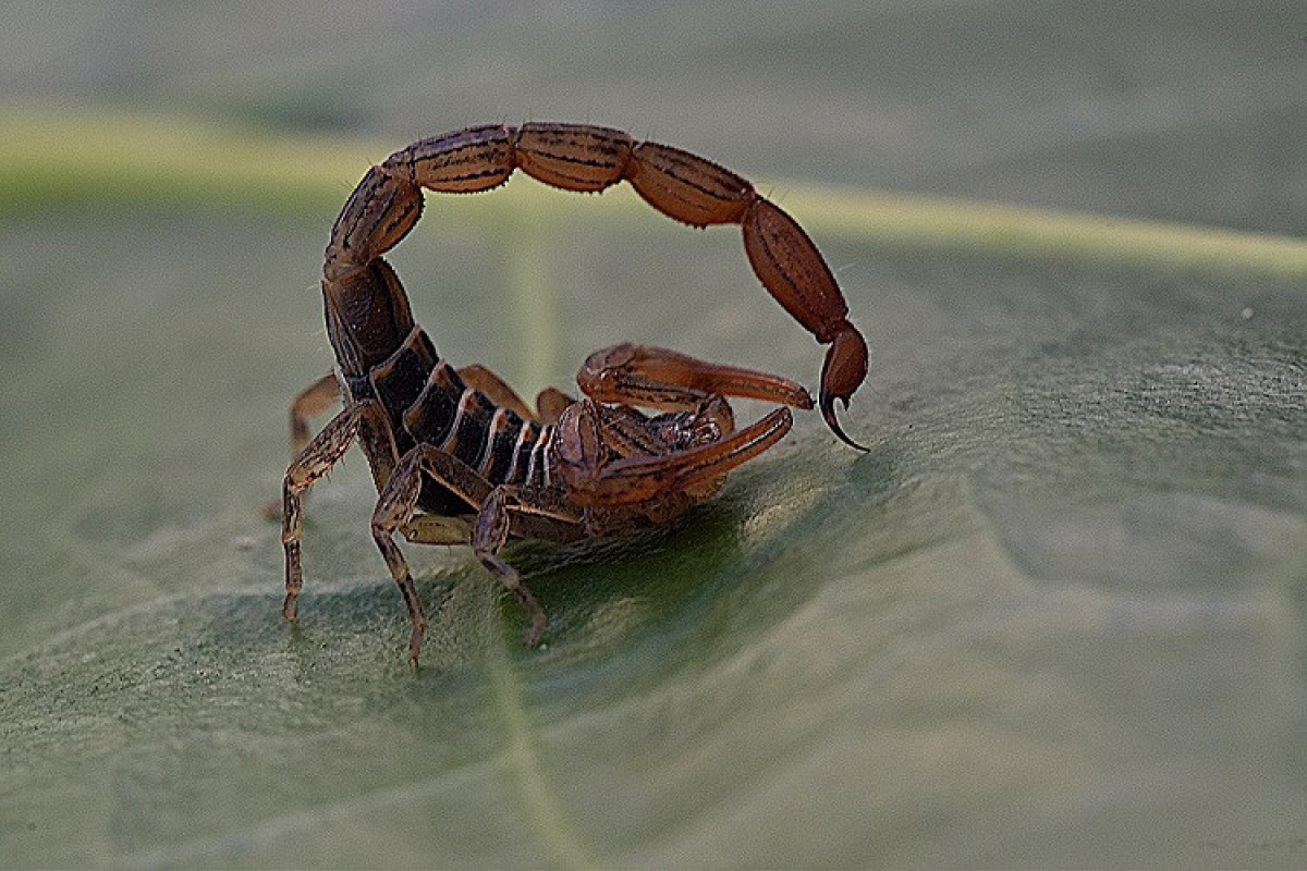 Goranboy sakinini əqrəb sancıb