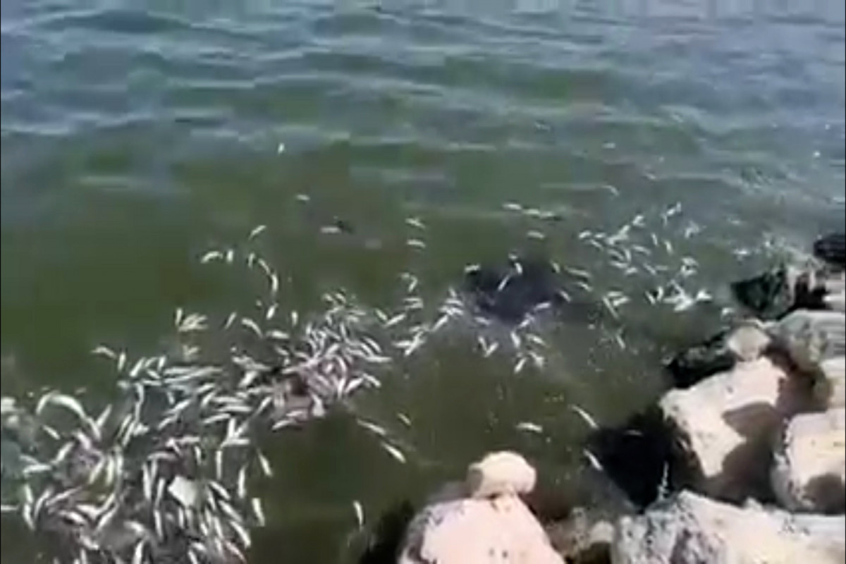 Cause of extinction of the fish in Zagulba, Buzovna, Mardakan coasts of the Caspian Sea revealed