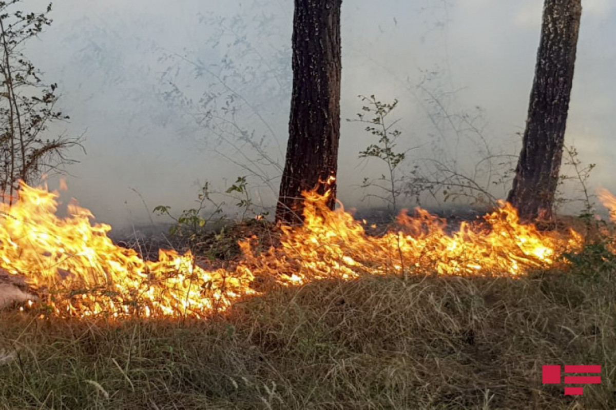 Fire broke out in wooded area in Azerbaijan