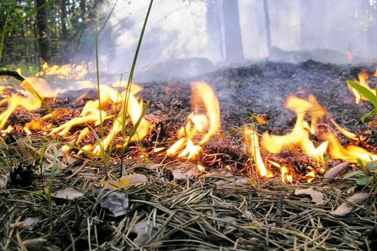 Пожар в горной местности в Гахе потушен