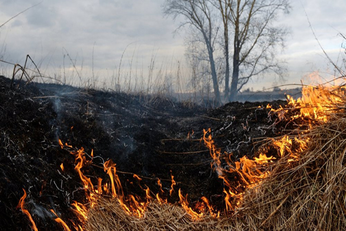 Пожар на территории Гызылагаджского заповедника потушен