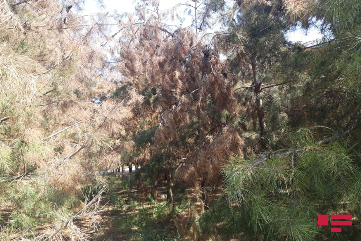 Ucarda quruyan şam ağacları