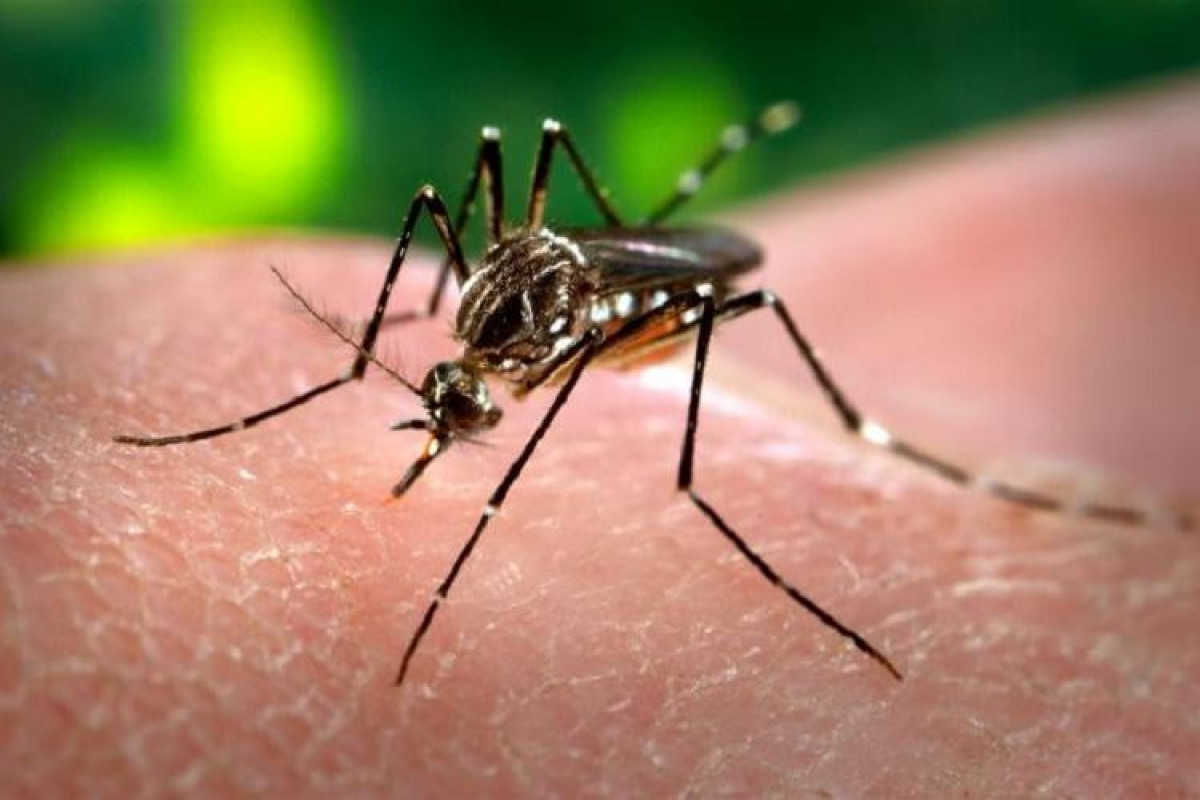 39 die of dengue-like fever in N. India
