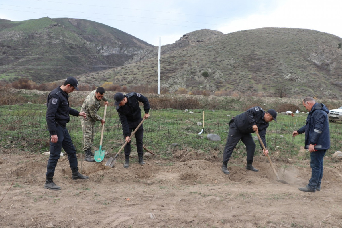 Tree-planting campaign held in Lachin