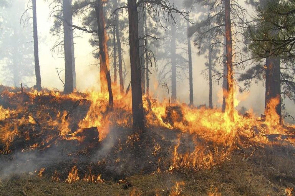 В Иране продолжаются лесные пожары