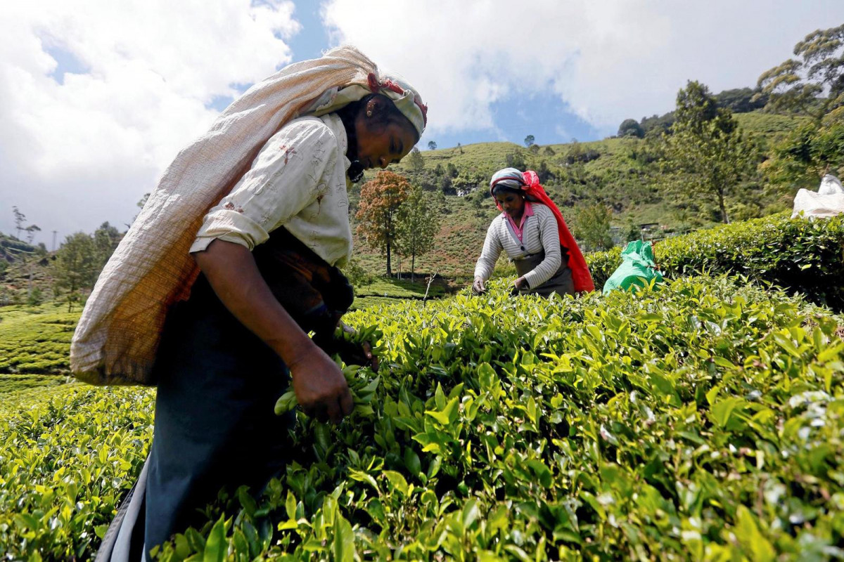 Şri-Lanka İrana borcunu çayla ödəyib