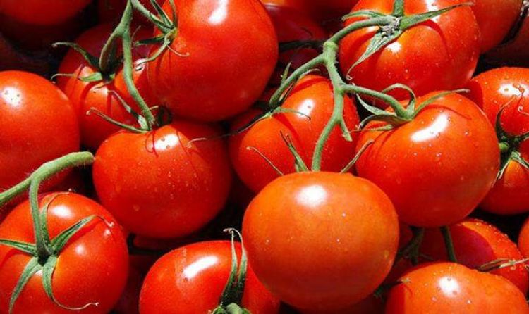 “Rosselxoznadzor” Azərbaycanın 12 müəssisəsindən Rusiyaya pomidor idxalına icazə verib