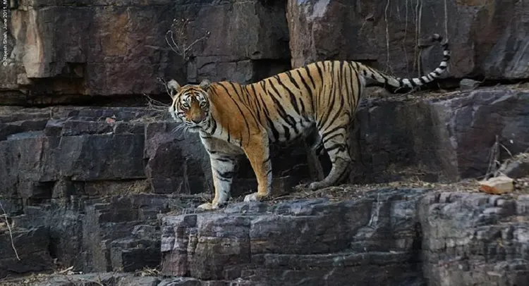 Two tigers test positive for COVID-19 at US zoo in Indiana