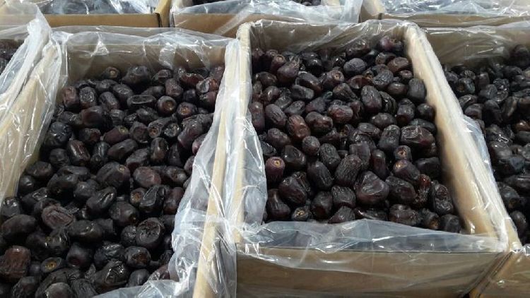 Mold found in dates imported from Iraq