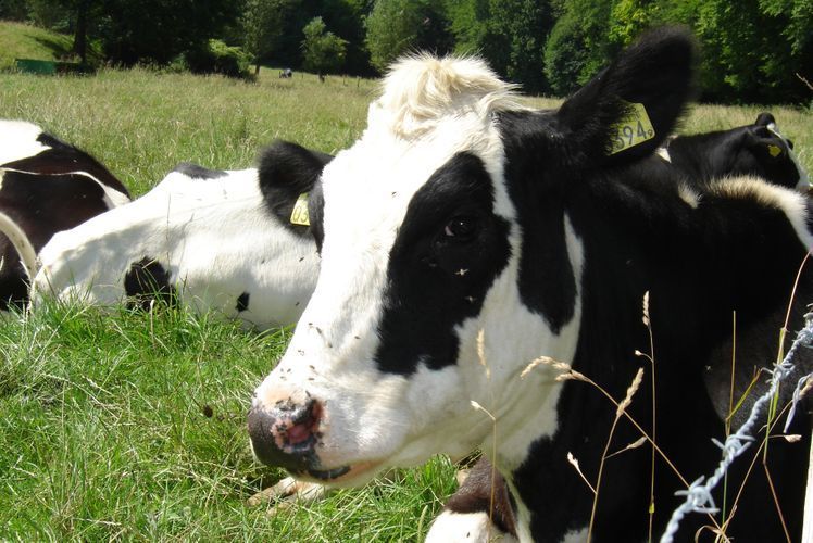 Georgia exported 333.48 tones of cattle to Azerbaijan last month