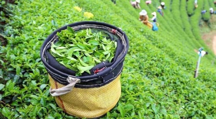 Georgia increased tea imports from Azerbaijan