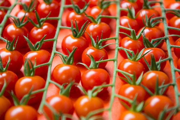 Azerbaijan sent 180 thousand tones of tomatoes to Russia last year 