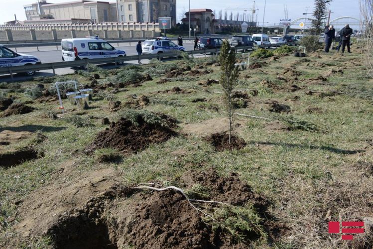 В Сабаильском районе в память жертв Ходжалы высажены 613 деревьев