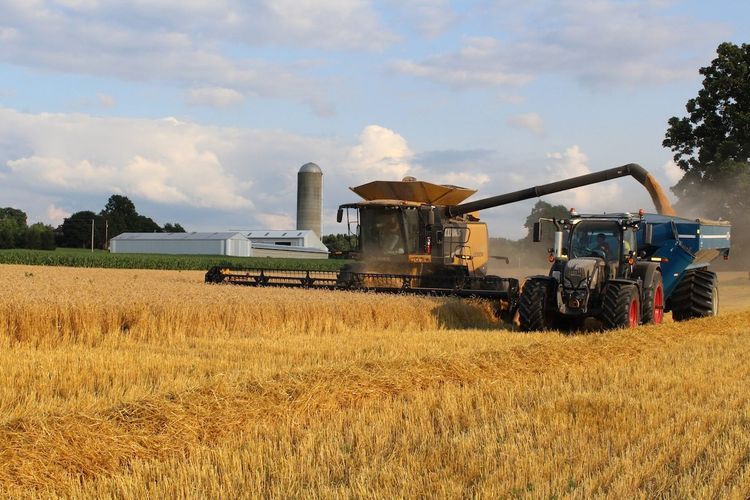 Azerbaijan to increase wheat  production in 2021-2024 - FORECAST