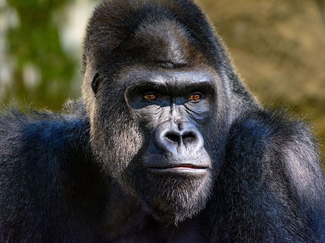 Several gorillas test positive for COVID-19 at California zoo—first in the world