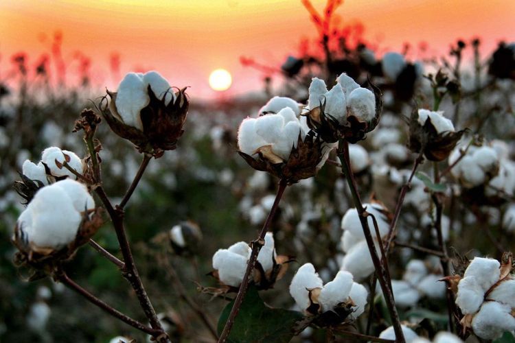 About 337 thousand tons of cotton harvested in Azerbaijan last year