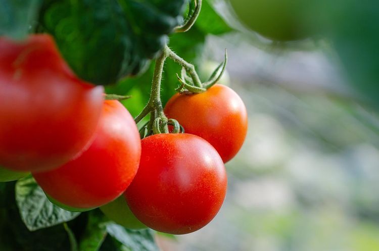 Azpromo обратился к предпринимателям, занимающимся производством и экспортом томатов