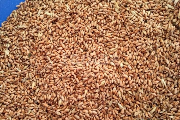 Импорт пшеницы в Азербайджан освобождается от НДС еще на 1 год
